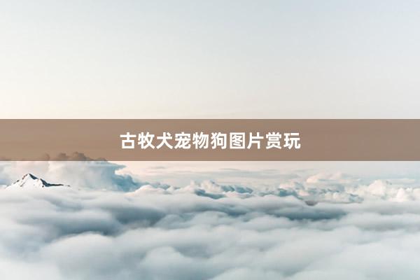 古牧犬宠物狗图片赏玩